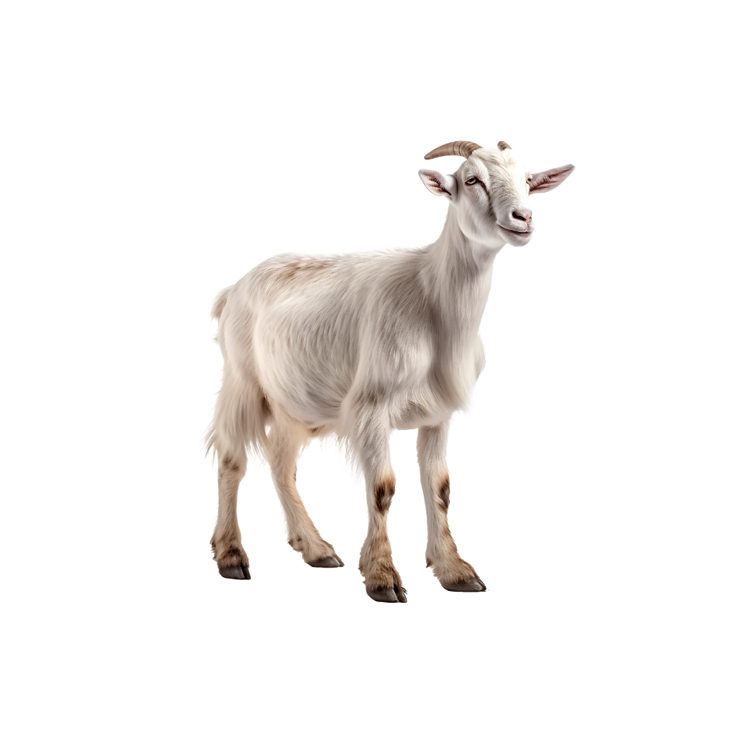 Paket Kambing