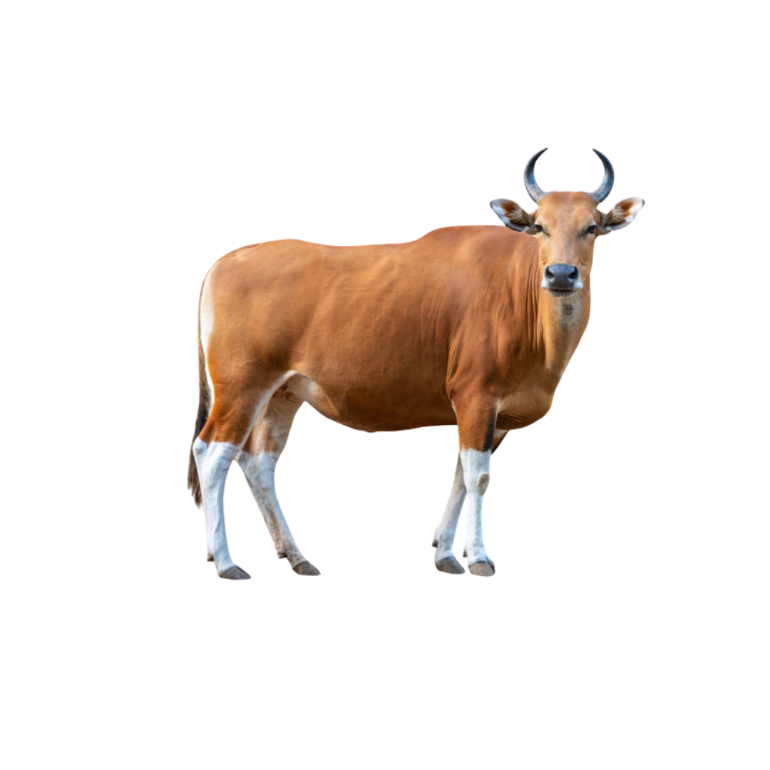 Paket Sapi