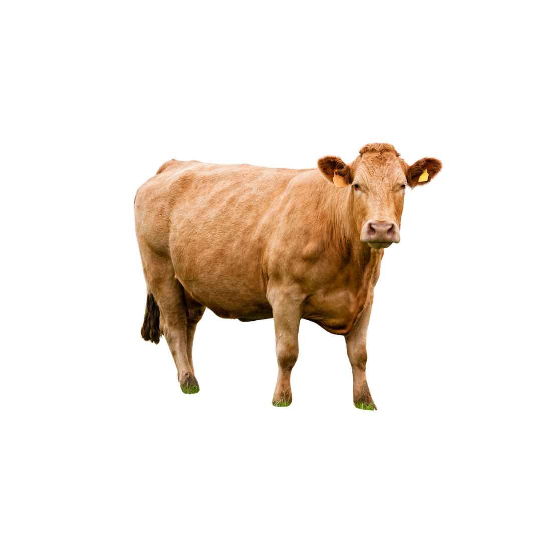 Paket Sapi Patungan